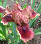 Iris - Vilkdalgis - Cimmaron Rose